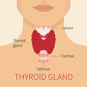 Endocrinology Thyroid Disease